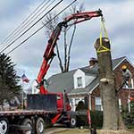 Fassi & Climb High Tree Service LLC