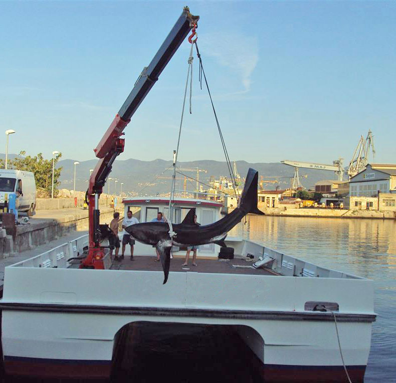 Fassi-hydraulic-crane-shark-recovery-in-Croatia